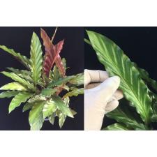 Калатея руфибарба / Calathea rufibarba.