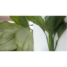 Spathiphyllum (T01) Spilt Milk (No.1)(S)