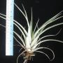 T. utriculata x flexuosa (seedling) (Thai hybrid) (S) 76