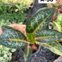 Aglaonema  Indiana King  A-30