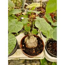 Sterculia colorata pot 3500p