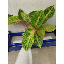 Aglaonema Tong full house A-45