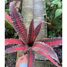 Cryptanthus Lisa Vinzant 57 okt.