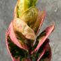 Codiaeum Pink Lady.