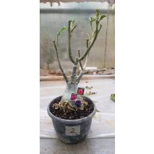 Adenium sp. 2