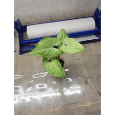 syngonium white butterfly pot 350p