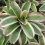 Neoregelia Morado (Bromeliad) 220