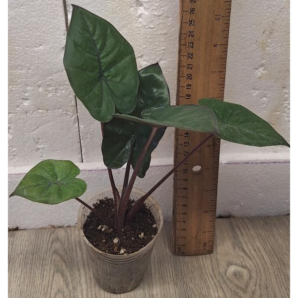 Алоказия Сарав юкатан Принцесса / Alocasia Saraw. 'ucatan Princess