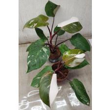 Philodendron Red addison