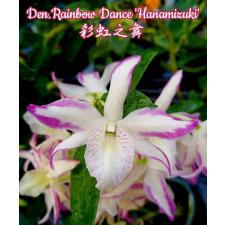 Den. Rainbow Dance 'Hanamizuki'
