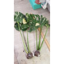 Monstera deliciosa 'Thai Constellation' mart 223