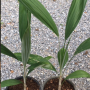 Cryosophila warscewiczii (Rootspine Palm).