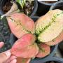 Aglaonema  Kamkoon no.2  A-139