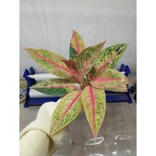 Aglaonema BA-4 Lagacy