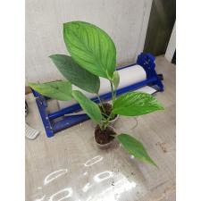 Monstera sp Siam Monster s 1200p