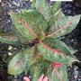 Aglaonema  MongkolManee - green  A-58