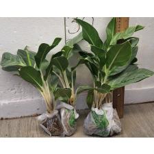 Аглаонема Иккую-сан / Aglaonema Ikkyu-san A-33