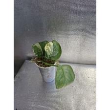 Scindapsus Jade Satin variegated 2