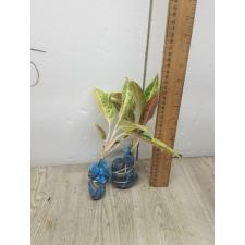 Aglaonema legacy Orange