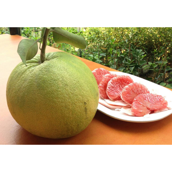 Цитрус максима (розовая мякоть), Малайзия (привитый) / Citrus maxima (pink flesh) Malaysia (grafted).