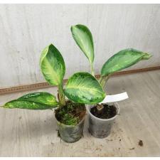 Aglaonema Banana wealthy round pot
