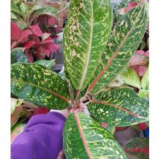 Aglaonema Indiana Queen A-31