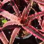 Cryptanthus fosterianus cv. Elaine