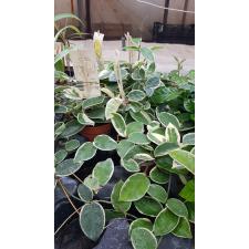 Hoya carn. krimson queen pot