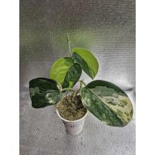 Scindapsus sp variegated 3 lew 011 д