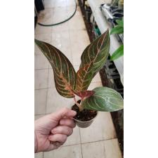 Aglaonema 'pride Of Sumatra' 1p 850p
