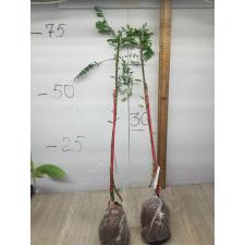 Phyllanthus emblica (India clone) 203