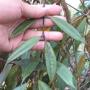 Aeschynanthus sp.713 Phu Rue (purple leaf)              713