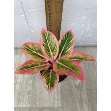Aglaonema Lotus Delight A-153