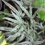 Pteris sp.(T01) ‘Silver Star’