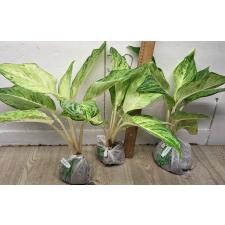 Аглаонема Белоснежка / Aglaonema Snow white A-74
