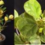 Ficus deltoidea 'Groove leaf'
