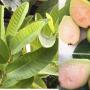 Psidium guajava (pink flesh).