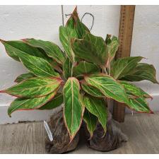 Аглаонема Аврора - Сияющий розовый / Aglaonema Aurora - Sparkling Pink A-10