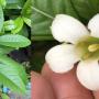 Gardenia hygrophila