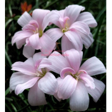 Zephyranthes Sweet Famingo