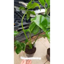 philodendron green wonder 1300