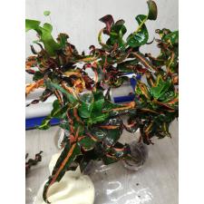 Codiaeum Waree Kunchorn 105
