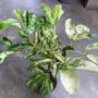 Mimusops elengi (yellow variegated) ‘Chumsaeng’.