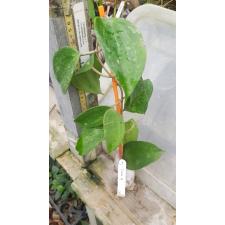 Hoya balaensis 'Splash' 619 (268) уценка 1200p