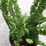 Nephrolepis exaltata cv. Wagneri =N. davalloides cv. Green Dragon