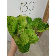 Aglaonema anklet green / Gamlai Yok A-88