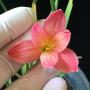 Zephyranthes Daeng Jinda.
