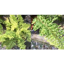 Nephrolepis exaltata 'Dassada' variegated. 428 по 3900р