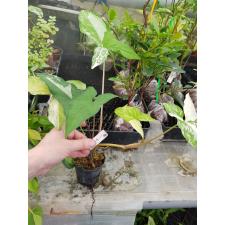 Syngonium sp.(T01) white leaf albo-variegatum 682/1