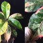 Codiaeum Rainbow.